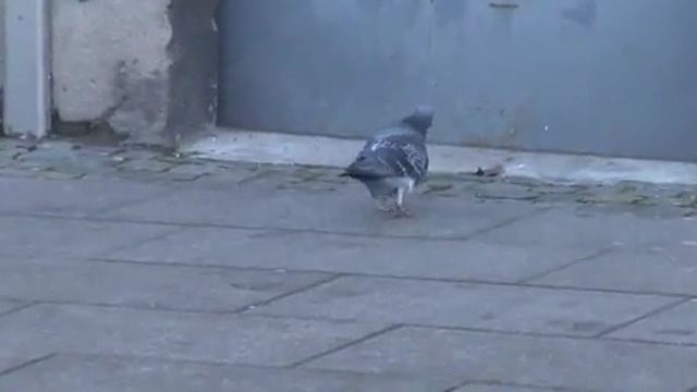 Video Reference N12: pigeons and doves, bird, vertebrate, mode of transport, asphalt, fauna, road surface, beak, floor