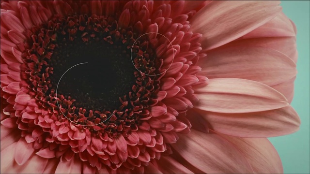 Video Reference N0: Flower, Petal, Pink, Red, Plant, Flowering plant, Gerbera, Close-up, Gazania, Cut flowers