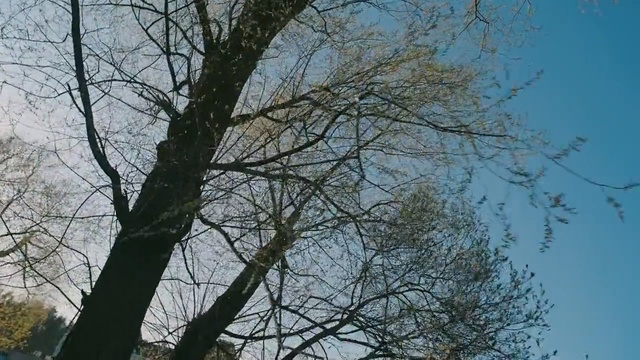Video Reference N2: Tree, Branch, Sky, Twig, Woody plant, Plant, Trunk, Plant stem, Deciduous, Winter