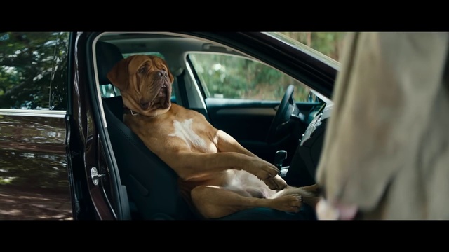 Video Reference N3: Vehicle door, Dog, Canidae, Car, Mode of transport, Vehicle, Car seat, Automotive exterior, Guard dog, Sporting Group