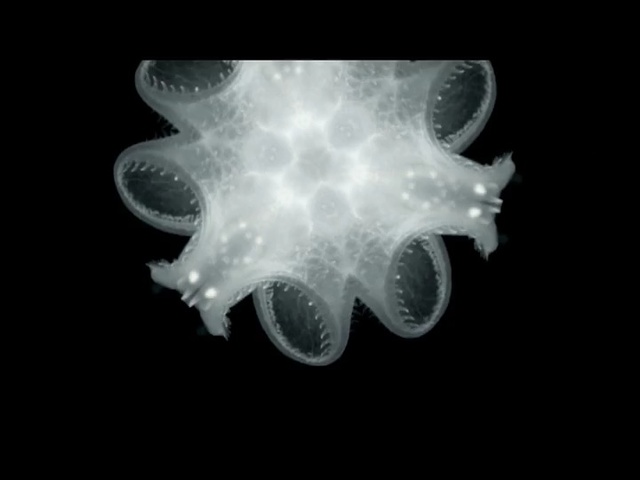 Video Reference N0: jellyfish, black, marine invertebrates, cnidaria, black and white, invertebrate, organism, close up, darkness, computer wallpaper