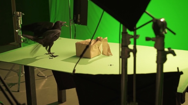 Video Reference N8: Green, Bird, Organism, Adaptation, Table, Art, Animation, Perching bird, Person