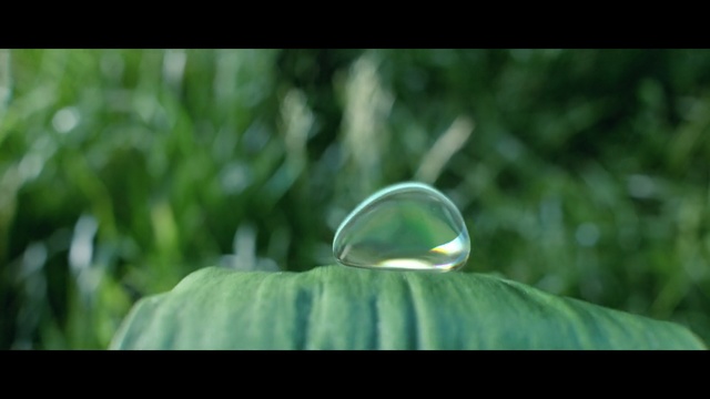 Video Reference N1: Green, Leaf, Nature, Grass, Natural environment, Macro photography, Close-up, Water, Sunlight, Organism, Person