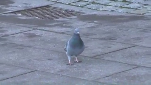 Video Reference N8: bird, fauna, pigeons and doves, beak, stock dove, seabird