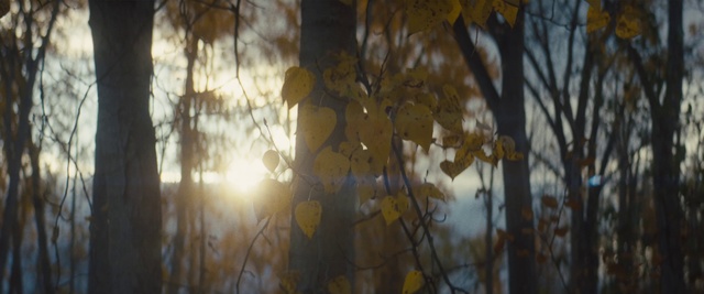Video Reference N3: Tree, Nature, Branch, Leaf, Light, Yellow, Sunlight, Reflection, Atmospheric phenomenon, Natural environment