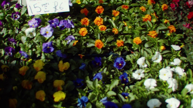 Video Reference N0: Flower, Plant, Flowering plant, Pansy, Spring, Wildflower, Garden, Annual plant, Viola, Petal