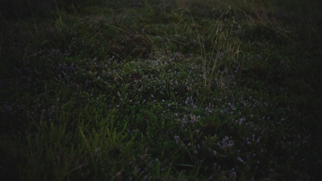 Video Reference N1: ecosystem, grass, atmosphere, vegetation, meadow, sky, darkness, night, grassland, grass family