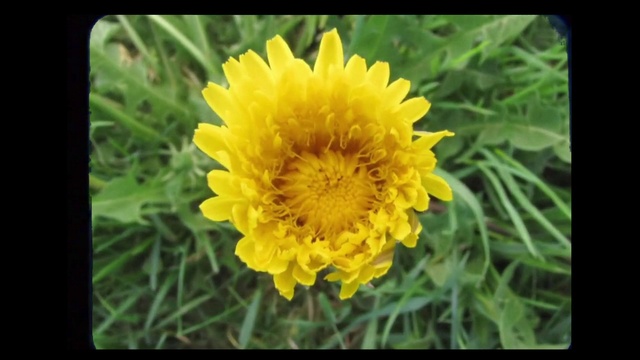 Video Reference N1: Flower, Flowering plant, Yellow, Petal, Plant, Dandelion, Sow thistles, Wildflower, Annual plant, Pollen