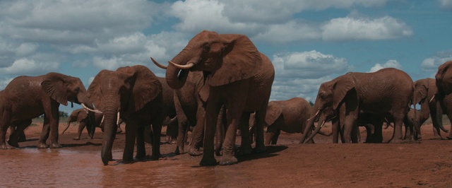 Video Reference N13: Elephant, Elephants and Mammoths, Herd, Terrestrial animal, Wildlife, African elephant, Indian elephant, Safari, Wilderness, Nature reserve