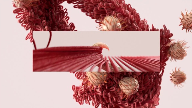 Video Reference N5: Red, Textile, Flower, Paper, Plant
