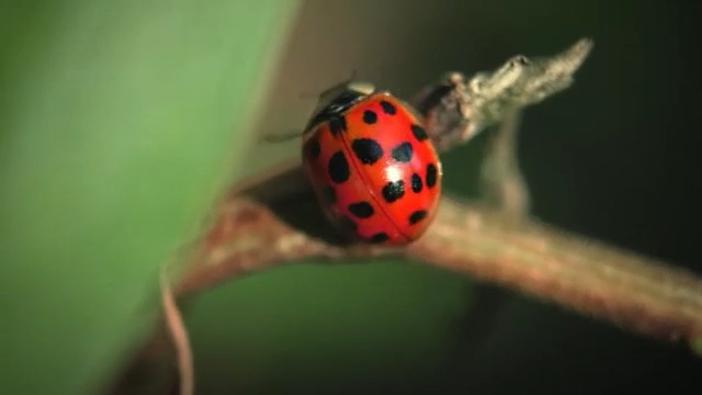 Video Reference N2: Ladybug, Insect, Macro photography, Beetle, Close-up, Invertebrate, Organism, Photography, Adaptation, Arthropod