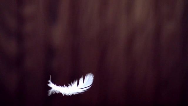 Video Reference N0: Feather, Black, Wing, Sky, Reflection, Black-and-white, Photography, Plant, Tail, Bird
