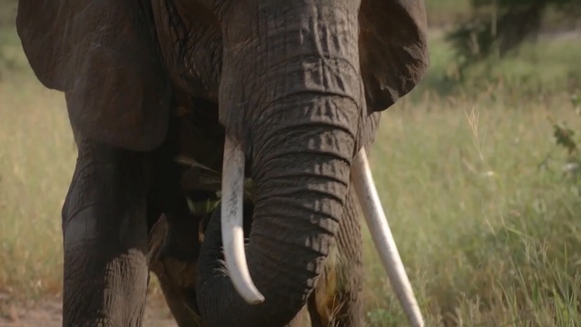 Video Reference N3: elephants and mammoths, elephant, indian elephant, terrestrial animal, mammal, wildlife, african elephant, tusk, safari, horn