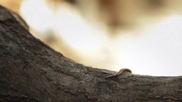 Video Reference N4: Nature, Branch, Trunk, Close-up, Tree, Brown, Wood, Leaf, Macro photography, Organism