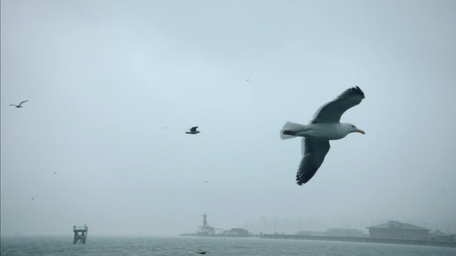 Video Reference N0: bird, seabird, water, sea, gull, sky, charadriiformes, flight, albatross, flock