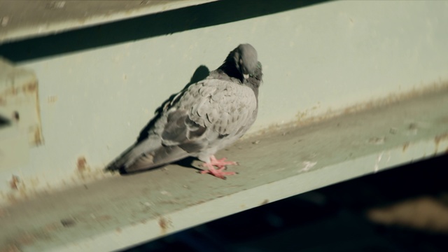 Video Reference N0: Bird, Pigeons and doves, Rock dove, Beak, Stock dove, Feather, Adaptation, Wing