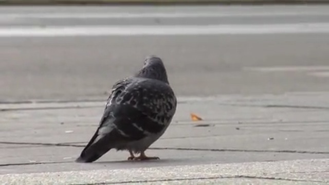 Video Reference N18: bird, pigeons and doves, beak, fauna, blackbird