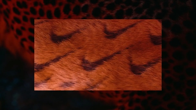 Video Reference N2: Wood, Pattern, Wood stain, Fur