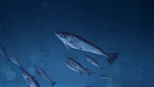 Video Reference N0: fish, water, fish, marine biology, underwater, organism, sea, fin, bony fish, sardine