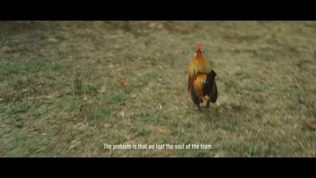 Video Reference N2: Chicken, Rooster, Bird, Galliformes, Fowl, Beak, Adaptation, Ecoregion, Phasianidae, Wildlife
