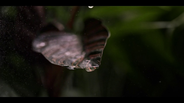 Video Reference N0: Water, Nature, Macro photography, Leaf, Organism, Close-up, Photography, Plant, Flower, Wildlife