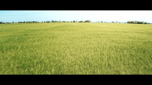 Video Reference N0: grassland, field, crop, agriculture, ecosystem, grass, prairie, plain, grass family, pasture