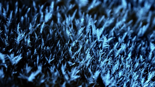 Video Reference N1: blue, grass, close up, macro photography, computer wallpaper, grass family, frost, black and white