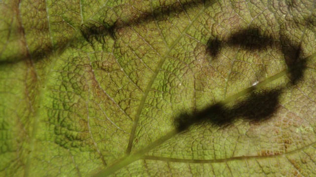 Video Reference N4: Green, Leaf, Close-up, Plant, Tree, Macro photography, Plant pathology