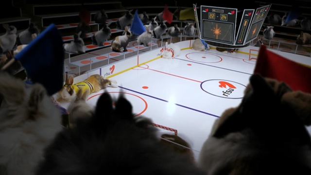 Video Reference N0: indoor games and sports, games, mammal, vertebrate, small to medium sized cats, cat, technology, sport venue, recreation, carnivoran