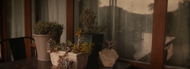 Video Reference N0: Houseplant, Flowerpot, Plant, Room, Still life photography, Floral design, Ikebana, Interior design, Still life, Flower
