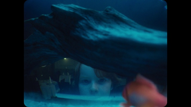 Video Reference N3: Marine biology, Underwater, Aqua, Organism, Marine mammal, Cetacea, Sea, Fish, Whale