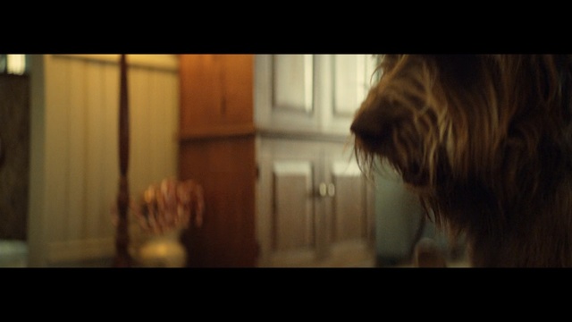 Video Reference N2: Hair, Human, Brown hair, Darkness, Scene, Yorkshire terrier, Long hair, Canidae, Small terrier