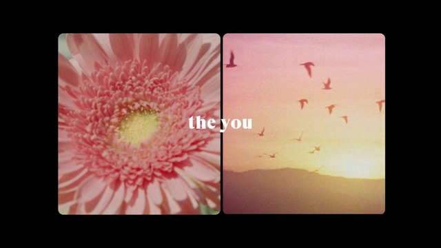 Video Reference N2: Pink, Gerbera, Flower, Petal, Text, Yellow, Plant, Chrysanths, Still life photography, Close-up