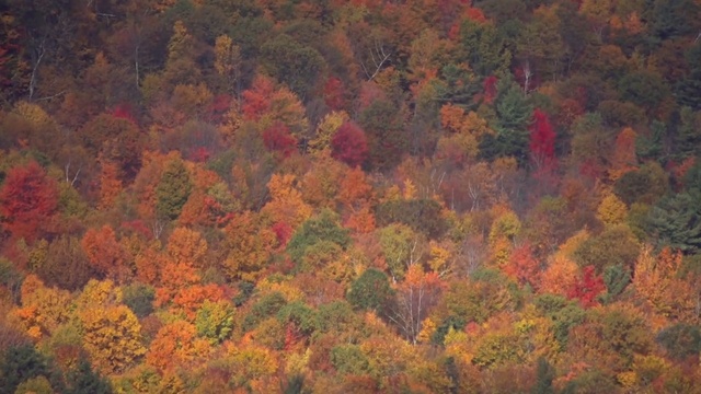Video Reference N10: Leaf, Nature, Vegetation, Temperate broadleaf and mixed forest, Tree, Deciduous, Orange, Biome, Red, Autumn