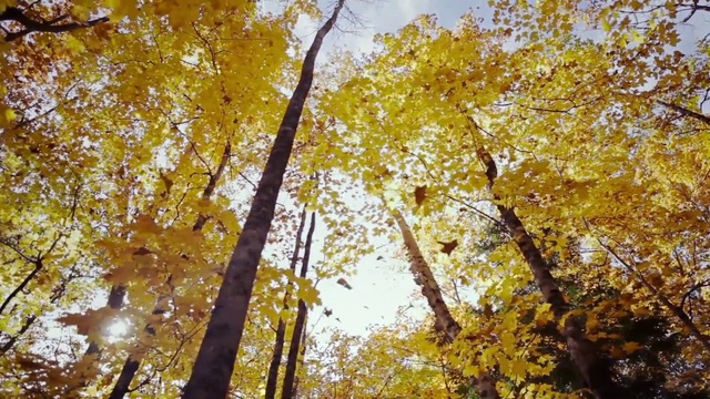 Video Reference N19: Tree, Nature, Woody plant, Yellow, Leaf, Autumn, Deciduous, Plant, Branch, Temperate broadleaf and mixed forest