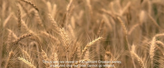 Video Reference N1: Malt, Grain, Barley, Rye, Triticale, Einkorn wheat, Cereal germ, Food grain, Khorasan wheat, Wheat