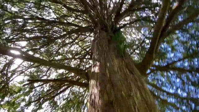 Video Reference N12: Tree, Plant, Woody plant, Trunk, Nature, Branch, Bigtree, shellbark hickory, Nature reserve, Forest