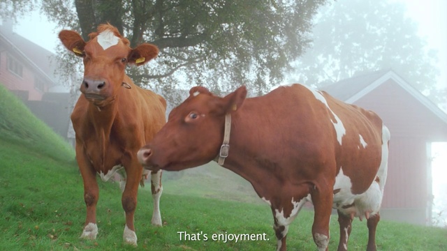 Video Reference N2: cattle like mammal, dairy cow, pasture, grass, cow goat family, livestock, ox, calf, grazing, horn, Person