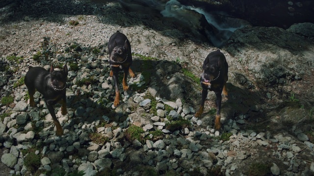 Video Reference N1: Canidae, Dog, Dog breed, Hunting dog, Carnivore, Montenegrin mountain hound, Guard dog, Sporting group, Transylvanian hound, Polish hunting dog, Rock, Outdoor, Rocky, Black, Standing, Stone, Grass, Brown, Bear, Mountain, Walking, White, Cat, Group, Hiking, Ground, Clothing, Footwear, Person