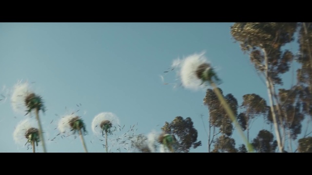 Video Reference N3: Nature, Sky, Daytime, Plant, Grass family, Flower, Tree, Dandelion, Atmosphere, Cloud