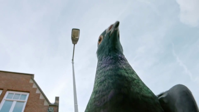 Video Reference N1: Architecture, Beak