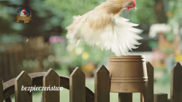 Video Reference N8: Chicken, Bird, Comb, Livestock, Photo caption, Beak, Poultry