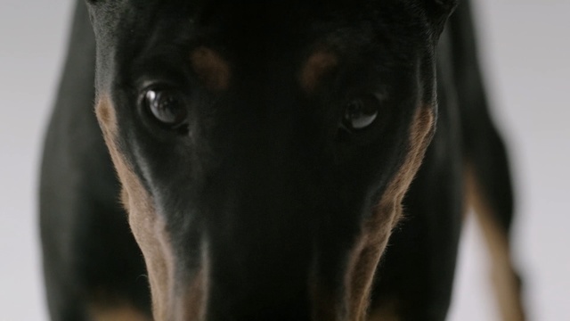 Video Reference N1: dog, pet, hound, watchdog, canine, shepherd dog, brown, hunting dog, black, cute