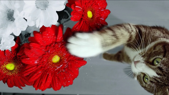 Video Reference N7: flower, cat, small to medium sized cats, cut flowers, whiskers, petal, flowering plant, cat like mammal, floristry, gerbera