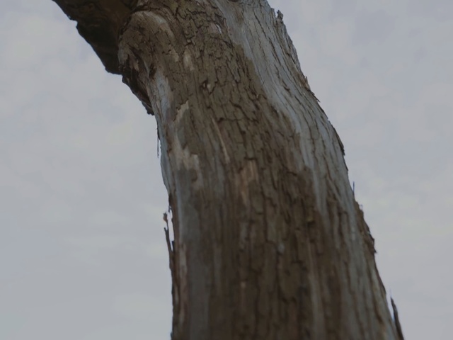 Video Reference N0: tree, wood, trunk, sky, branch