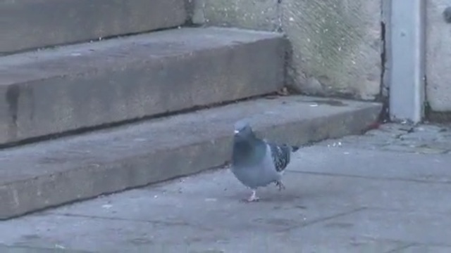 Video Reference N11: bird, pigeons and doves, fauna, beak