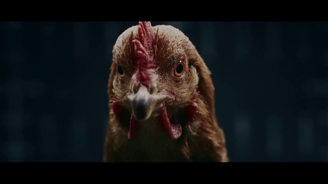 Video Reference N5: Bird, Galliformes, Beak, Chicken, Phasianidae, Close-up, Bird of prey, Poultry, Organism, Adaptation, Animal, Looking, Sitting, Red, Small, Face, Window, Head, Front, Close, Brown, Sticking, Black, Dark, White, Screen, Eyes, Pink, Table, Standing, Cat, Blue, Blurry, Gallinaceous bird, Comb, Rooster, Staring