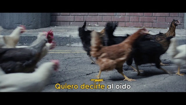 Video Reference N2: Bird, Phasianidae, Asphalt, Dog breed, Poultry, Chicken, Tail, Wing, Comb, Beak