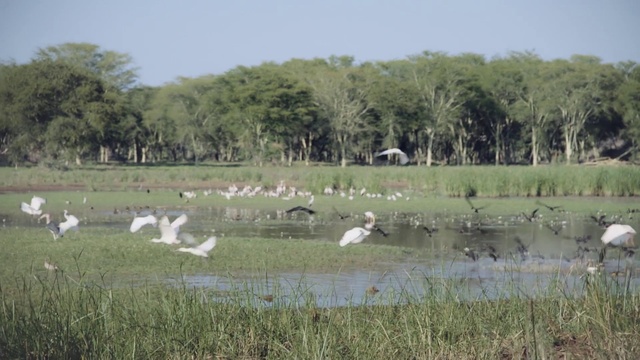 Video Reference N1: Freshwater marsh, Natural environment, Grassland, Nature reserve, Pasture, Wetland, Marsh, Natural landscape, Wildlife, Bird