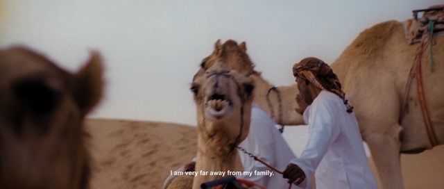 Video Reference N0: Camel, Camelid, Arabian camel, Adaptation, Landscape, Livestock, Neck, Bactrian camel, Person